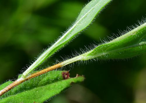 Oenothera_pilosella_stem.jpg