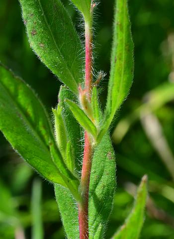 Oenothera_pilosella_stem2.jpg