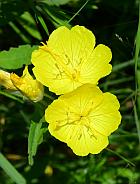 Oenothera pilosella thumbnail