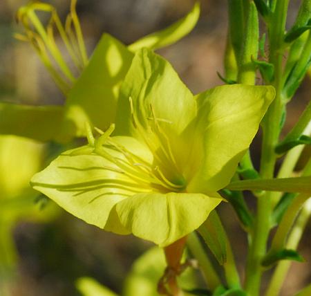 Oenothera_rhombipetala_corolla.jpg