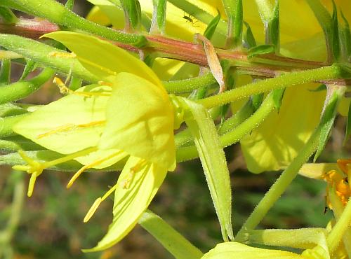 Oenothera_rhombipetala_flower.jpg