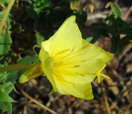 Oenothera_rhombipetala_flower2.jpg