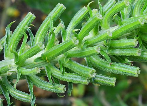 Oenothera_rhombipetala_fruits.jpg