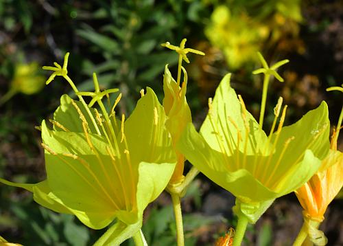 Oenothera_rhombipetala_functional.jpg