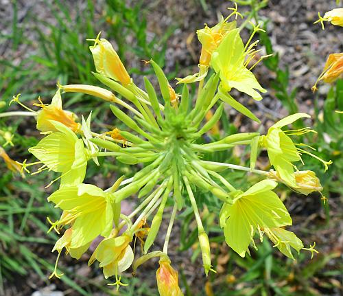 Oenothera_rhombipetala_inflorescence.jpg