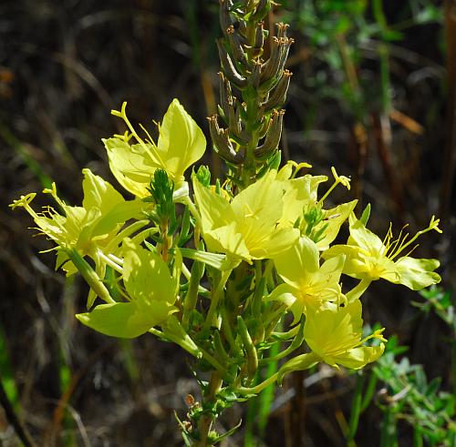 Oenothera_rhombipetala_inflorescence2.jpg