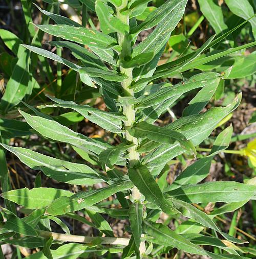 Oenothera_rhombipetala_leaves.jpg