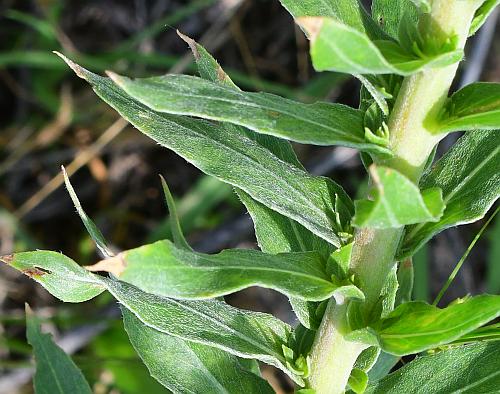 Oenothera_rhombipetala_leaves1.jpg