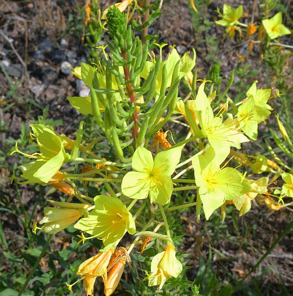 Oenothera_rhombipetala_plant.jpg