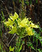 Oenothera rhombipetala thumbnail