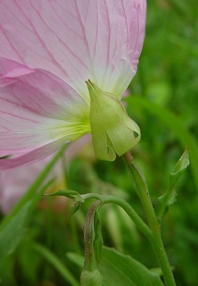 Oenothera_speciosa_calyx.jpg