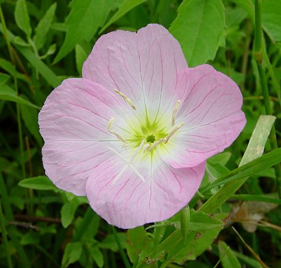 Oenothera_speciosa_flower.jpg