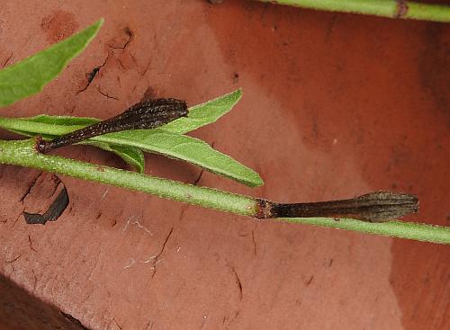 Oenothera_speciosa_fruits.jpg