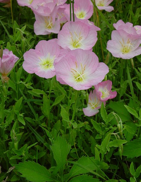 Oenothera_speciosa_plant.jpg