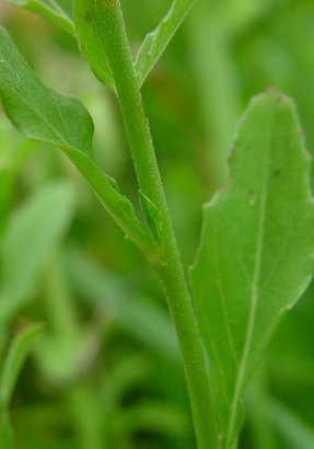 Oenothera_speciosa_stem.jpg