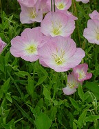 Oenothera speciosa thumbnail