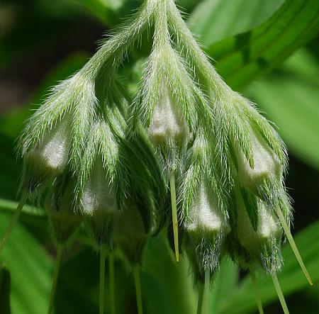 Onosmodium_molle_calyces.jpg