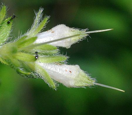 Onosmodium_molle_flowers.jpg