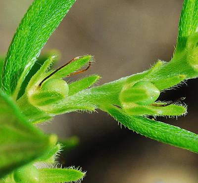 Onosmodium_molle_fruits.jpg