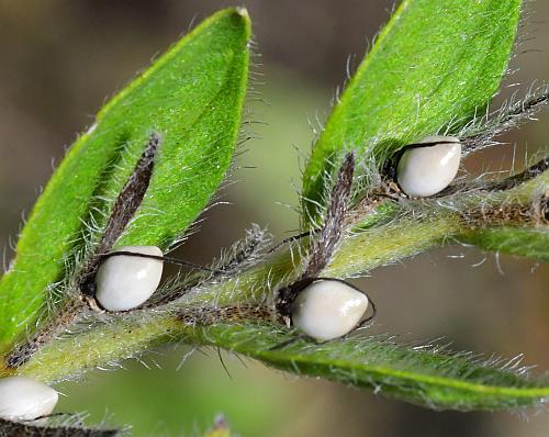 Onosmodium_molle_fruits2.jpg