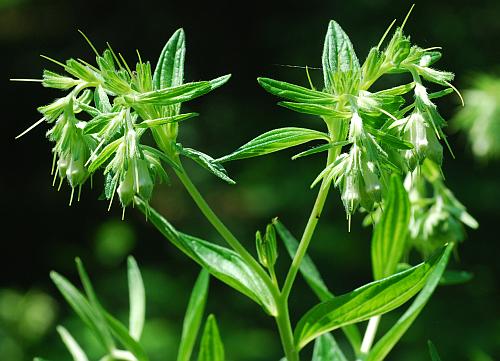 Onosmodium_molle_inflorescence.jpg