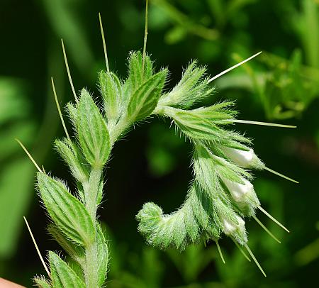 Onosmodium_molle_inflorescence2.jpg