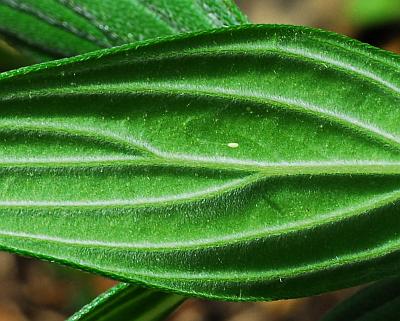 Onosmodium_molle_leaf2.jpg