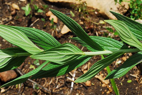 Onosmodium_molle_leaves.jpg