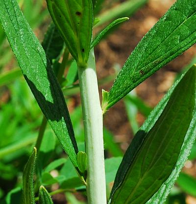 Onosmodium_molle_stem.jpg