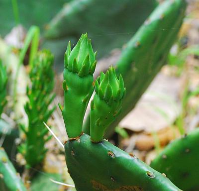 Opuntia_cespitosa_buds.jpg