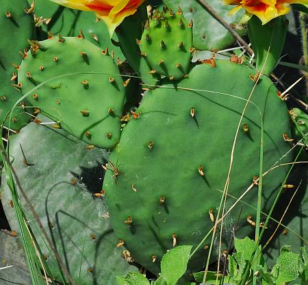 Opuntia_cespitosa_cladodes.jpg