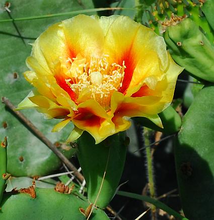 Opuntia_cespitosa_flower.jpg