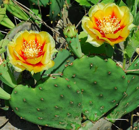 Opuntia_cespitosa_flowers.jpg