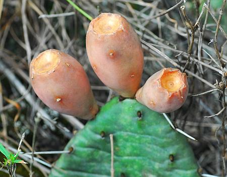 Opuntia_cespitosa_fruits.jpg