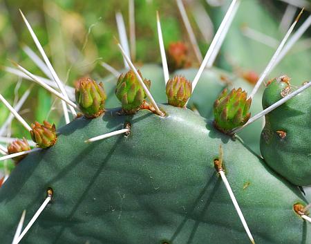 Opuntia_cespitosa_spines.jpg