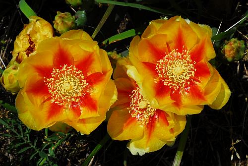 Opuntia_cespitosa_tepals.jpg