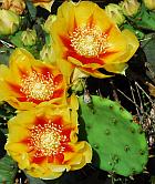 Opuntia cespitosa thumbnail