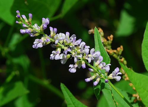 Orbexilum_onobrychis_inflorescence.jpg