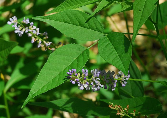 Orbexilum_onobrychis_plant.jpg