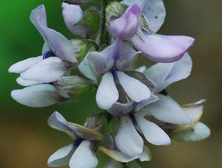 Orbexilum_pedunculatum_flowers2.jpg