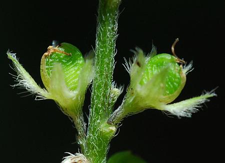 Orbexilum_pedunculatum_fruits.jpg