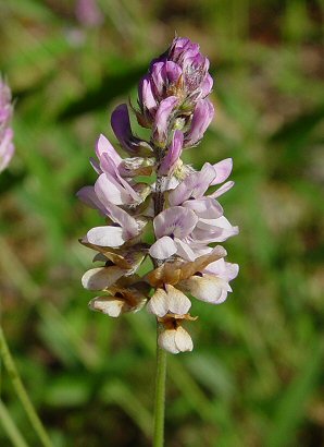 Orbexilum_pedunculatum_inflorescence.jpg