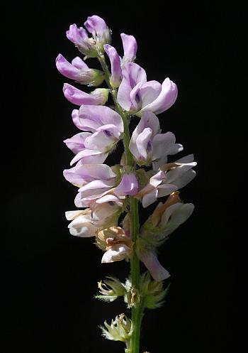 Orbexilum_pedunculatum_inflorescence2.jpg