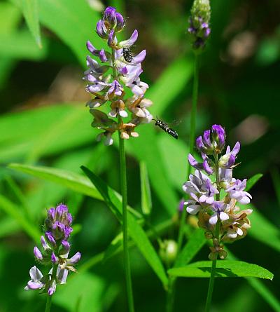 Orbexilum_pedunculatum_inflorescences.jpg