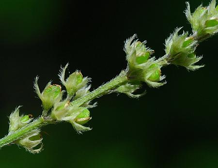 Orbexilum_pedunculatum_infruc.jpg