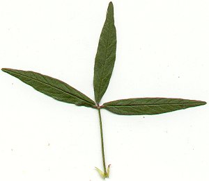 Orbexilum_pedunculatum_leaf.jpg