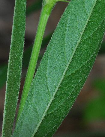 Orbexilum_pedunculatum_leaf2.jpg