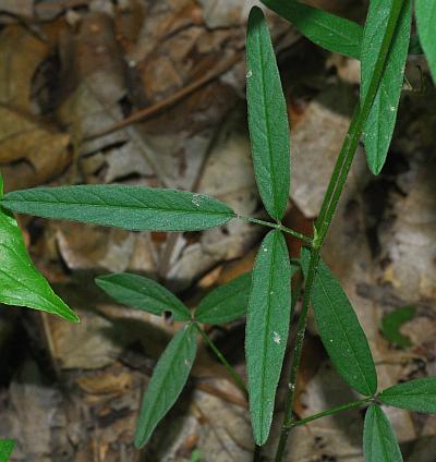 Orbexilum_pedunculatum_leaves1.jpg