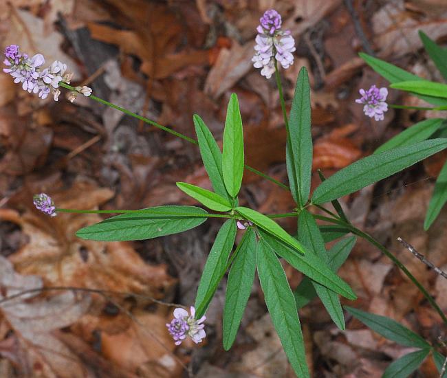 Orbexilum_pedunculatum_plant.jpg