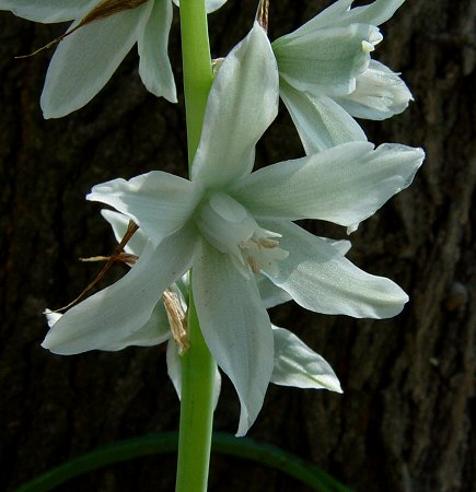 Ornithogalum_nutans_flower.jpg